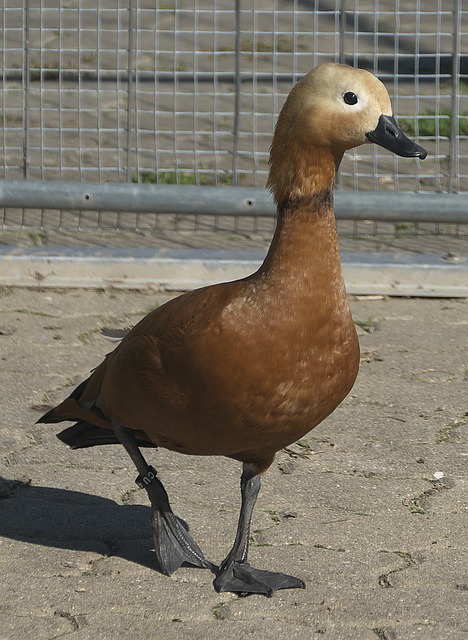 博尼